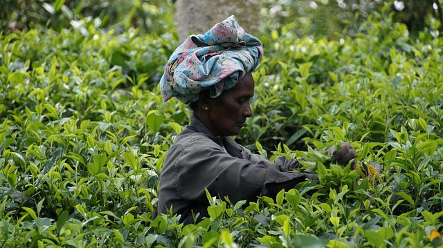 peppermint-tea-640x480-263383.jpeg