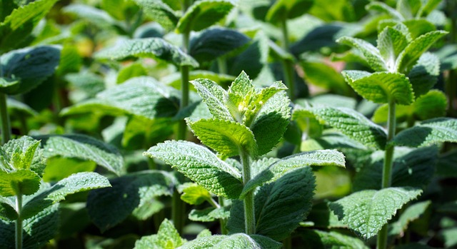 Peppermint Tea