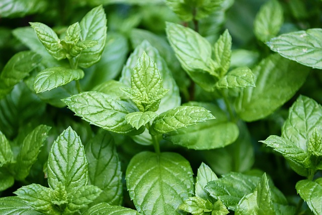 Peppermint Tea