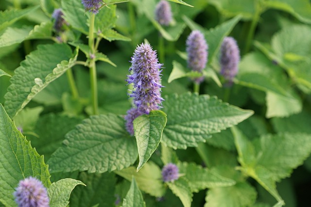 peppermint-tea-640x480-42856309.jpeg