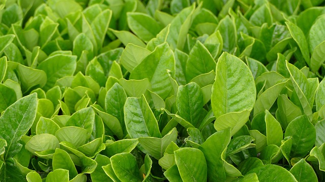 Peppermint Tea