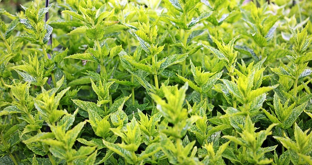 Peppermint Tea