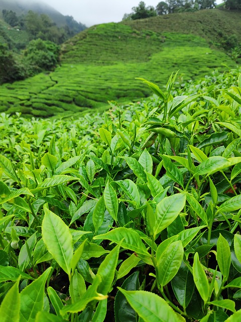 Peppermint Tea