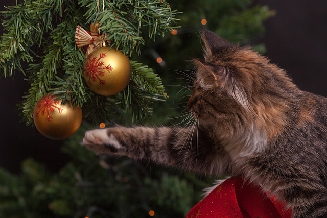 playful-marmalade-cats-640x480-10388595.jpeg