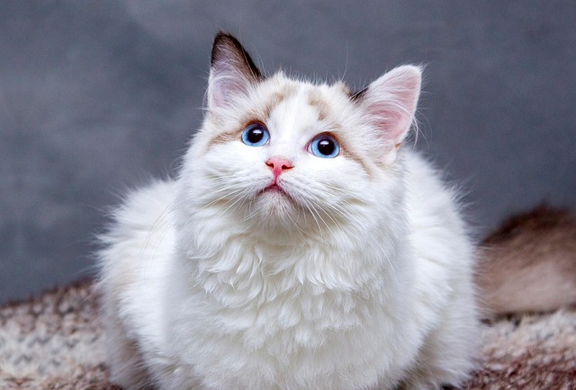 Playful Marmalade Cats