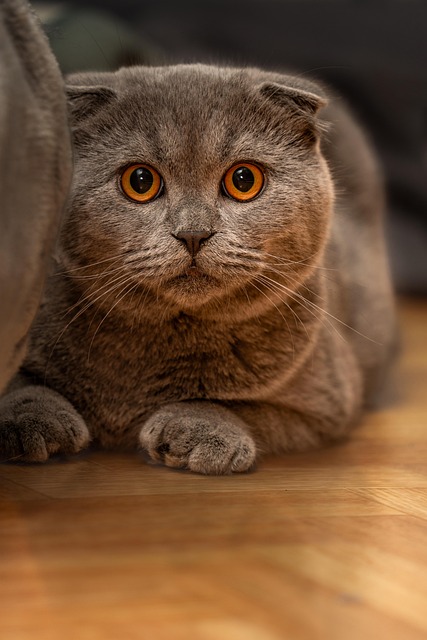 Playful Marmalade Cats