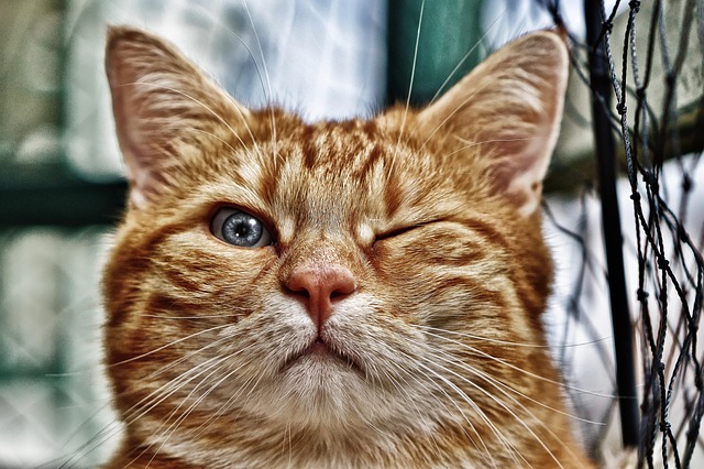 Playful Marmalade Cats