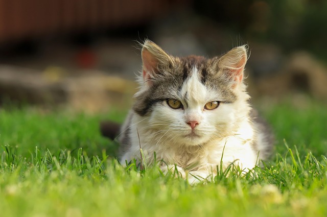 Playful Marmalade Cats