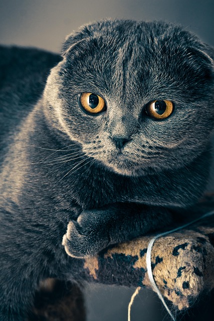 Playful Marmalade Cats