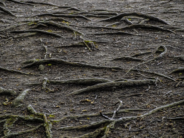root-canals-640x480-43587665.jpeg