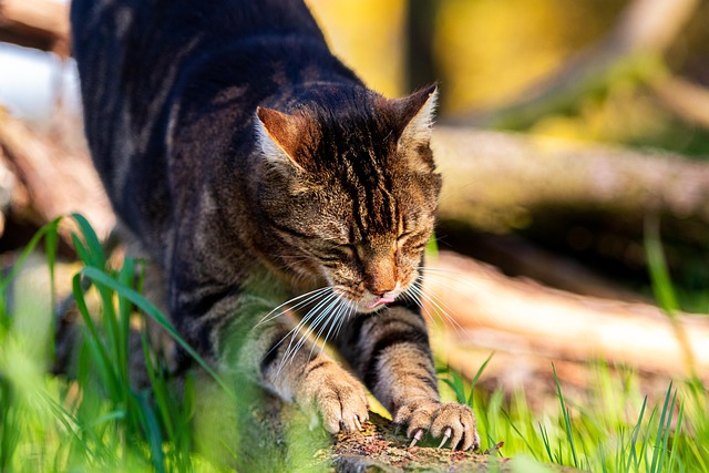Tabby Cats