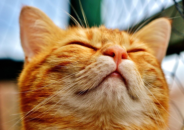 Tabby Cats