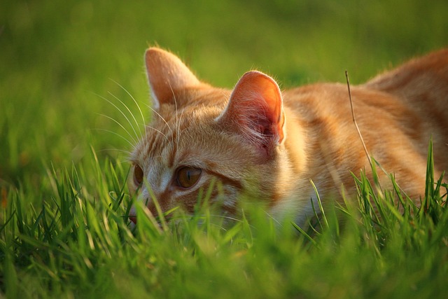 tabby-cats-640x480-59278427.jpeg