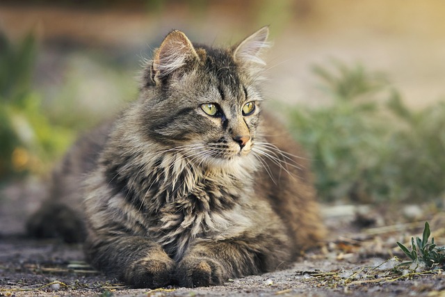 Tabby Cats