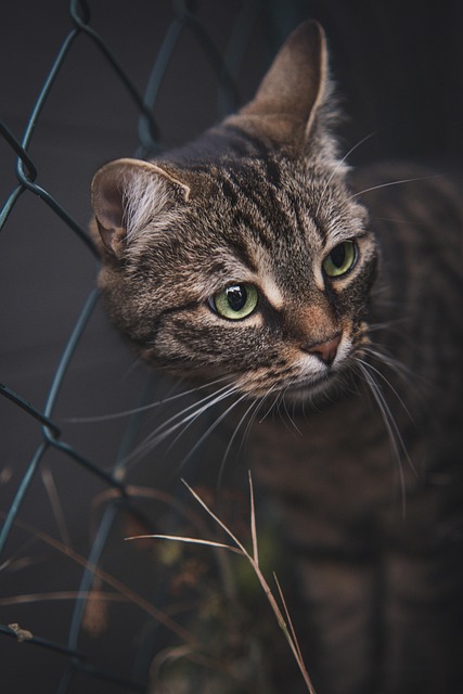 Tabby Cats