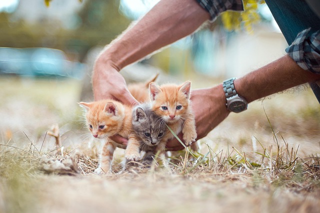 Adorable Orange Tabbies