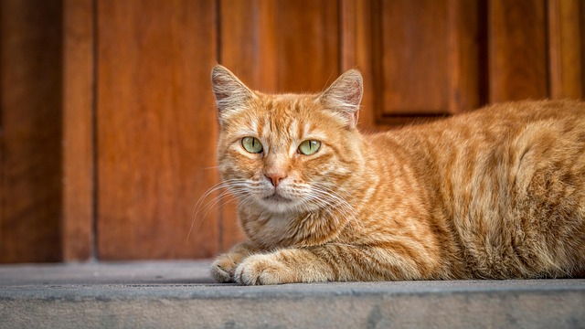 Adorable Orange Tabbies