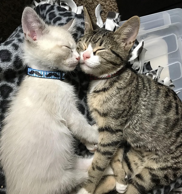 Adorable Orange Tabbies