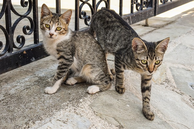 Adorable Orange Tabbies