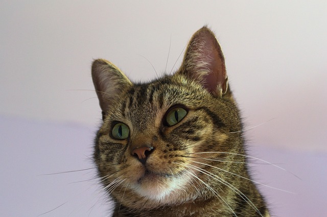 Unveiling the Charm of Adorable Orange Tabbies Worldwide