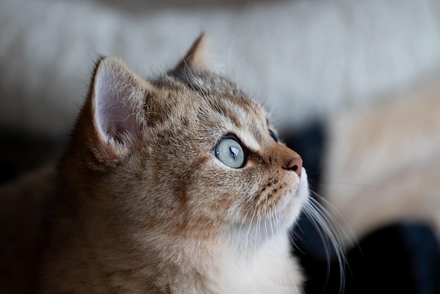 Adorable Orange Tabbies
