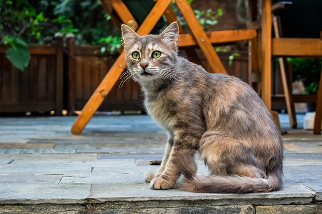 Adorable Orange Tabbies: Charm, History &amp; Health Benefits