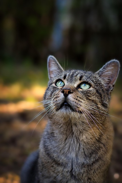Unveiling the Allure of Adorable Orange Tabbies