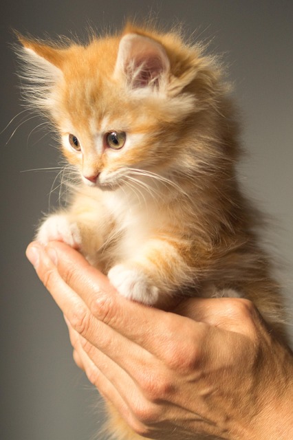 Adorable Orange Tabbies