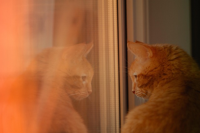 adorable-orange-tabbies-640x480-67614188.jpeg