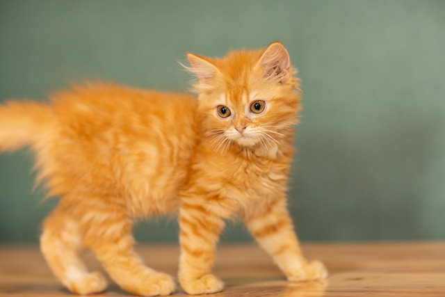 Adorable Orange Tabbies