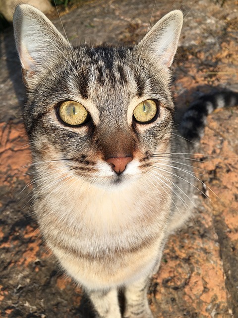 Unveiling the Allure of Adorable Orange Tabbies' Charm