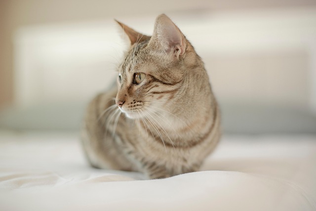 adorable-orange-tabbies-640x480-91631319.jpeg