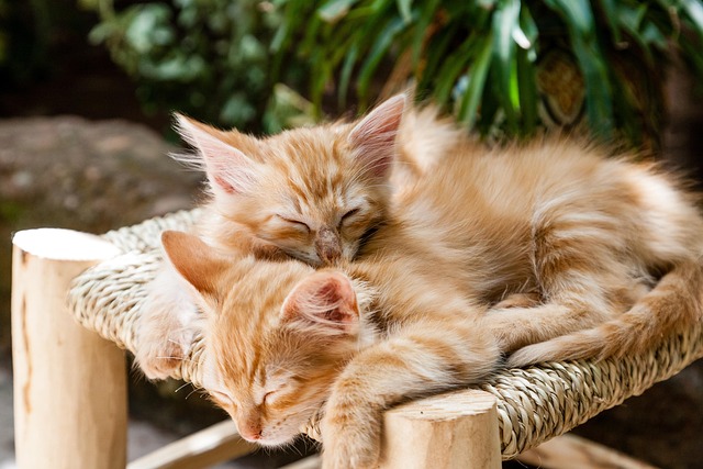 Awesome Ginger Cats