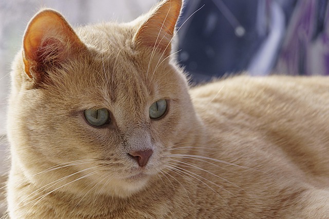 Awesome Ginger Cats