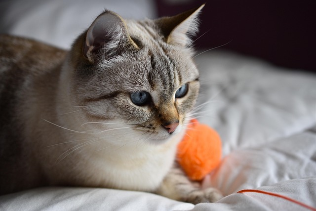 Awesome Orange Cats
