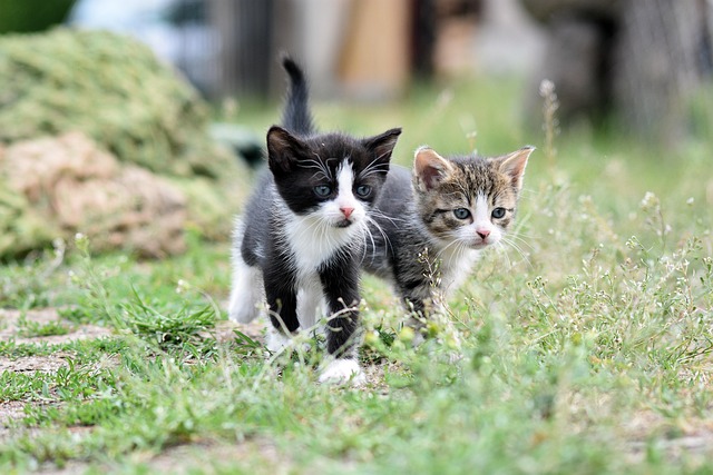 Awesome Orange Cats