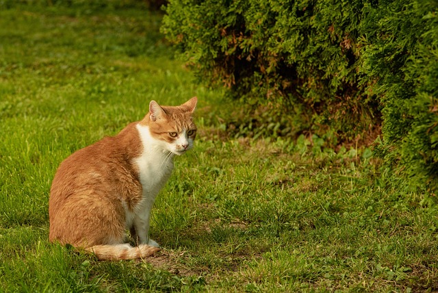 Awesome Orange Cats