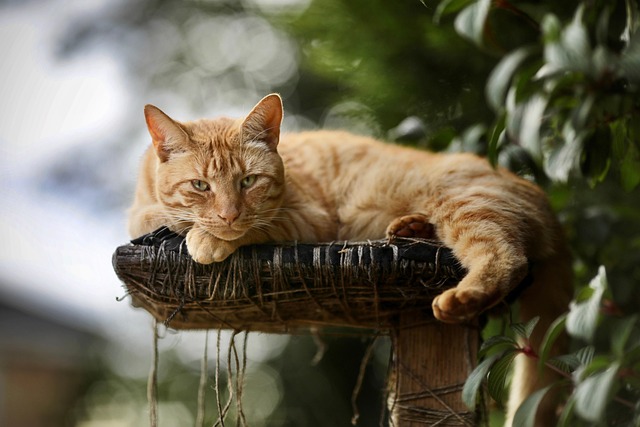 Awesome Orange Cats