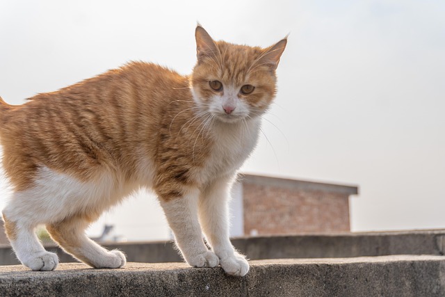 Awesome Orange Cats
