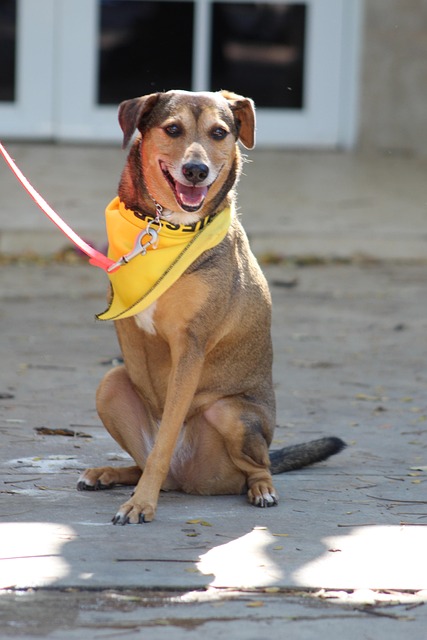 Breath Easy With Your Furry Friend: Top Air Purifiers for Dog Allergies