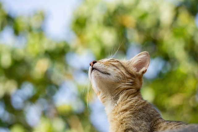 best-air-purifier-for-pets-640x480-9293261.jpeg