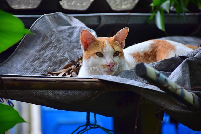 Cute Orange Cats