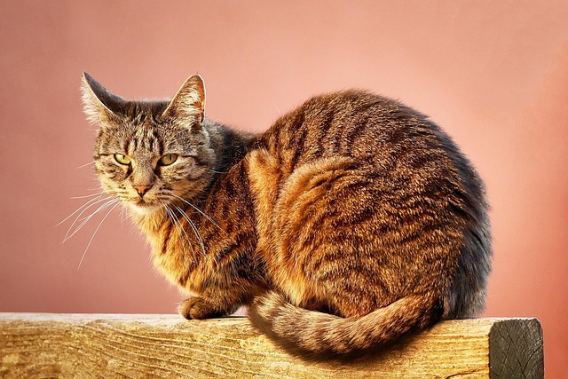 Cute Orange Cats