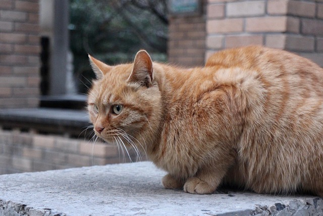Cute Orange Cats
