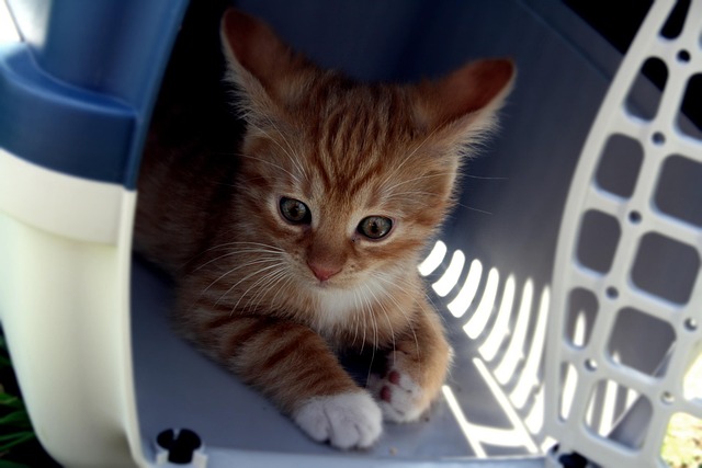 Cute Orange Cats