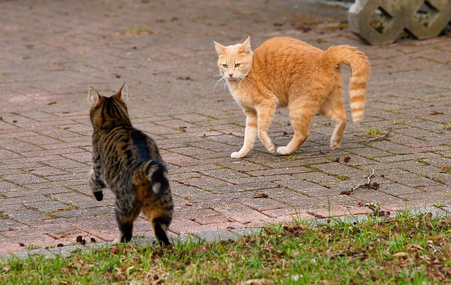 Cute Orange Cats