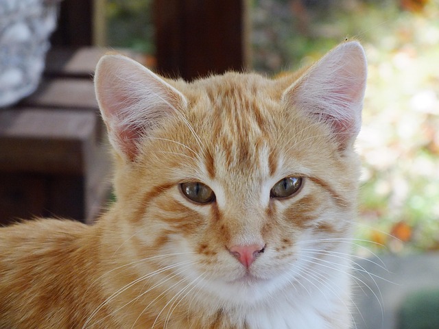 Cute Orange Cats