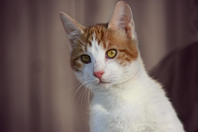 cute-orange-cats-640x480-35438331.jpeg