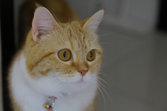 Cute Orange Cats