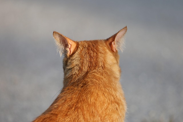 cute-orange-cats-640x480-57818290.jpeg